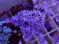 画像2: No.03　フィジー産 クダサンゴ (2)