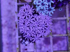 画像1: No.04　フィジー産 クダサンゴ (1)