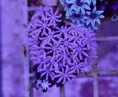 画像2: No.04　フィジー産 クダサンゴ (2)