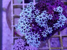 画像1: No.05　フィジー産 クダサンゴ (1)