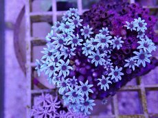 画像2: No.05　フィジー産 クダサンゴ (2)