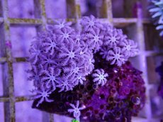 画像1: No.06　フィジー産 クダサンゴ (1)