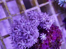 画像2: No.06　フィジー産 クダサンゴ (2)