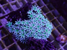 画像1: No.07　フィジー産 クダサンゴ (1)