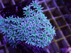 画像2: No.07　フィジー産 クダサンゴ (2)