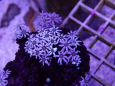 画像1: No.08　フィジー産 クダサンゴ (1)