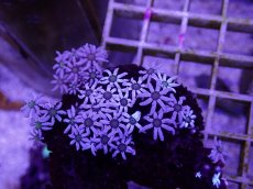 画像2: No.08　フィジー産 クダサンゴ (2)