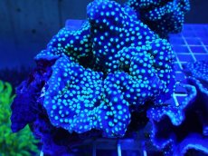 画像1: No.1 ヨコミゾスリバチサンゴ (1)