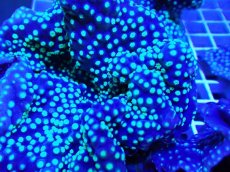 画像2: No.1 ヨコミゾスリバチサンゴ (2)