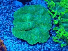 画像1: No.1 ハナガタサンゴ (1)