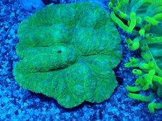 画像2: No.1 ハナガタサンゴ (2)