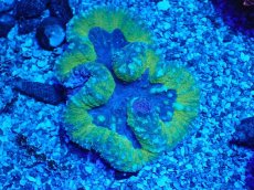 画像1: No.2 ハナガタサンゴ (1)