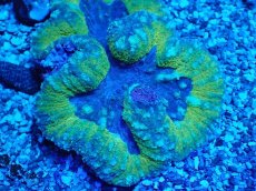 画像2: No.2 ハナガタサンゴ (2)