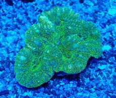 画像1: No.3 ハナガタサンゴ (1)