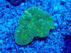 画像2: No.3 ハナガタサンゴ (2)