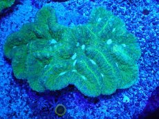 画像1: No.4 ハナガタサンゴ (1)