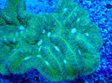 画像2: No.4 ハナガタサンゴ (2)