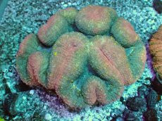 画像1: No.5 ハナガタサンゴ (1)