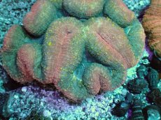 画像2: No.5 ハナガタサンゴ (2)