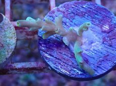 画像1: No.1 スペシオーサ (1)