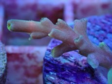 画像2: No.1 スペシオーサ (2)