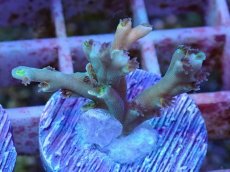 画像1: No.2 スペシオーサ (1)