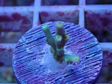 画像1: No.3 スペシオーサ (1)