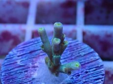 画像2: No.3 スペシオーサ (2)