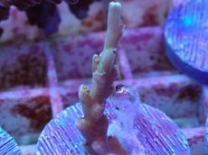 画像1: No.4 スペシオーサ (1)