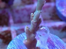 画像2: No.4 スペシオーサ (2)