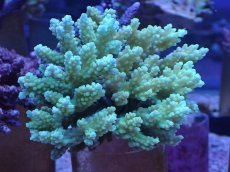 画像1: No.5 浅場ミドリイシ (1)