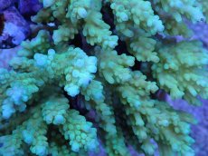 画像2: No.5 浅場ミドリイシ (2)