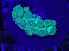 画像1: No.1 ハナガササンゴ　グリッター　ラメ (1)