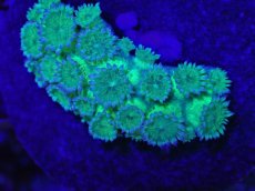 画像2: No.1 ハナガササンゴ　グリッター　ラメ (2)