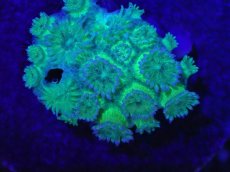 画像2: No.2 ハナガササンゴ　グリッター　ラメ (2)