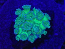 画像1: No.3 ハナガササンゴ　グリッター　ラメ (1)