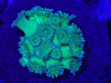 画像1: No.4 ハナガササンゴ　グリッター　ラメ (1)