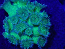 画像2: No.4 ハナガササンゴ　グリッター　ラメ (2)