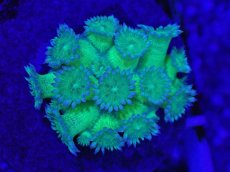 画像1: No.5 ハナガササンゴ　グリッター　ラメ (1)