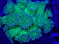 画像2: No.5 ハナガササンゴ　グリッター　ラメ (2)