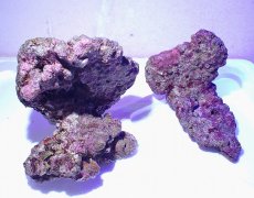 画像1: No.1 ライブロック　二個セット　海藻など付き　約2ｋｇ　　【人気No.1】 (1)