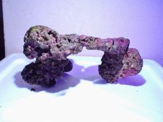 画像2: No.1 ライブロック　二個セット　海藻など付き　約2ｋｇ　　【人気No.1】 (2)