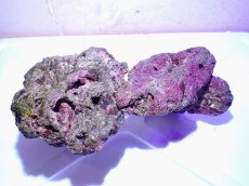 画像3: No.1 ライブロック　二個セット　海藻など付き　約2ｋｇ　　【人気No.1】 (3)