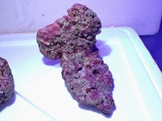 画像4: No.1 ライブロック　二個セット　海藻など付き　約2ｋｇ　　【人気No.1】 (4)