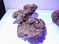 画像5: No.1 ライブロック　二個セット　海藻など付き　約2ｋｇ　　【人気No.1】 (5)