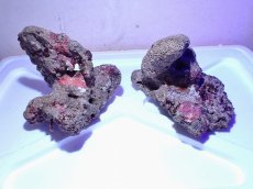 画像1: No.2 ライブロック　二個セット　海藻など付き　約2.2ｋｇ　　【人気No.1】 (1)