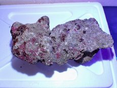 画像3: No.2 ライブロック　二個セット　海藻など付き　約2.2ｋｇ　　【人気No.1】 (3)