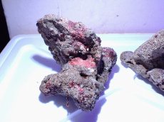 画像4: No.2 ライブロック　二個セット　海藻など付き　約2.2ｋｇ　　【人気No.1】 (4)