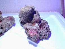 画像5: No.2 ライブロック　二個セット　海藻など付き　約2.2ｋｇ　　【人気No.1】 (5)