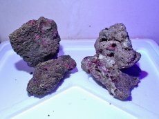 画像1: No.3 ライブロック　二個セット　海藻など付き　約2.1ｋｇ　　【人気No.1】 (1)